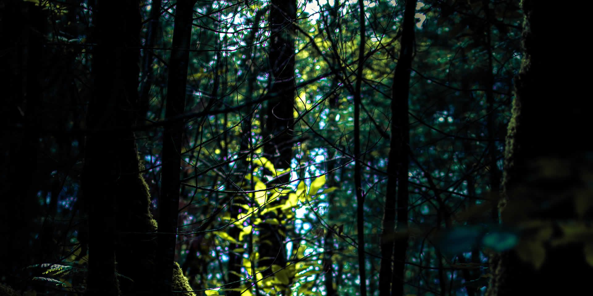 Bagno di Foresta | Cos'è il Forest Bathing