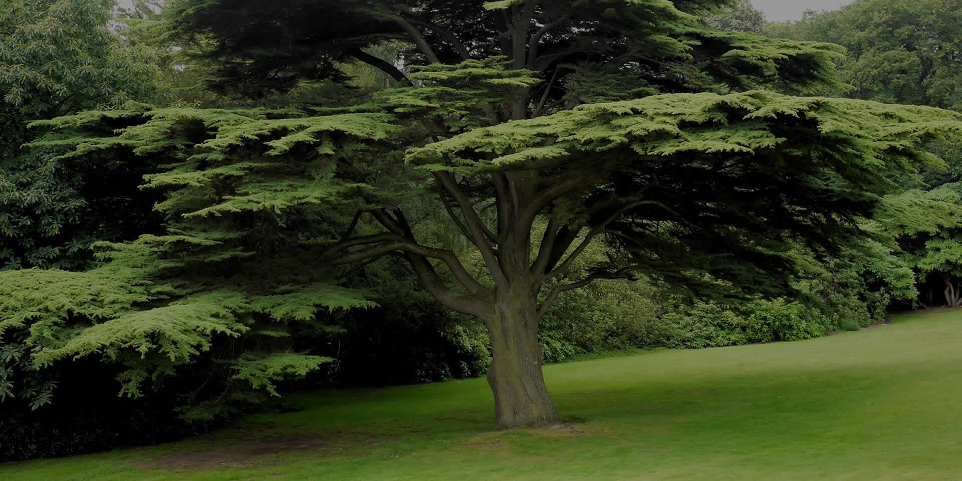 Bioenergetic Landscapes | Bagno di Foresta