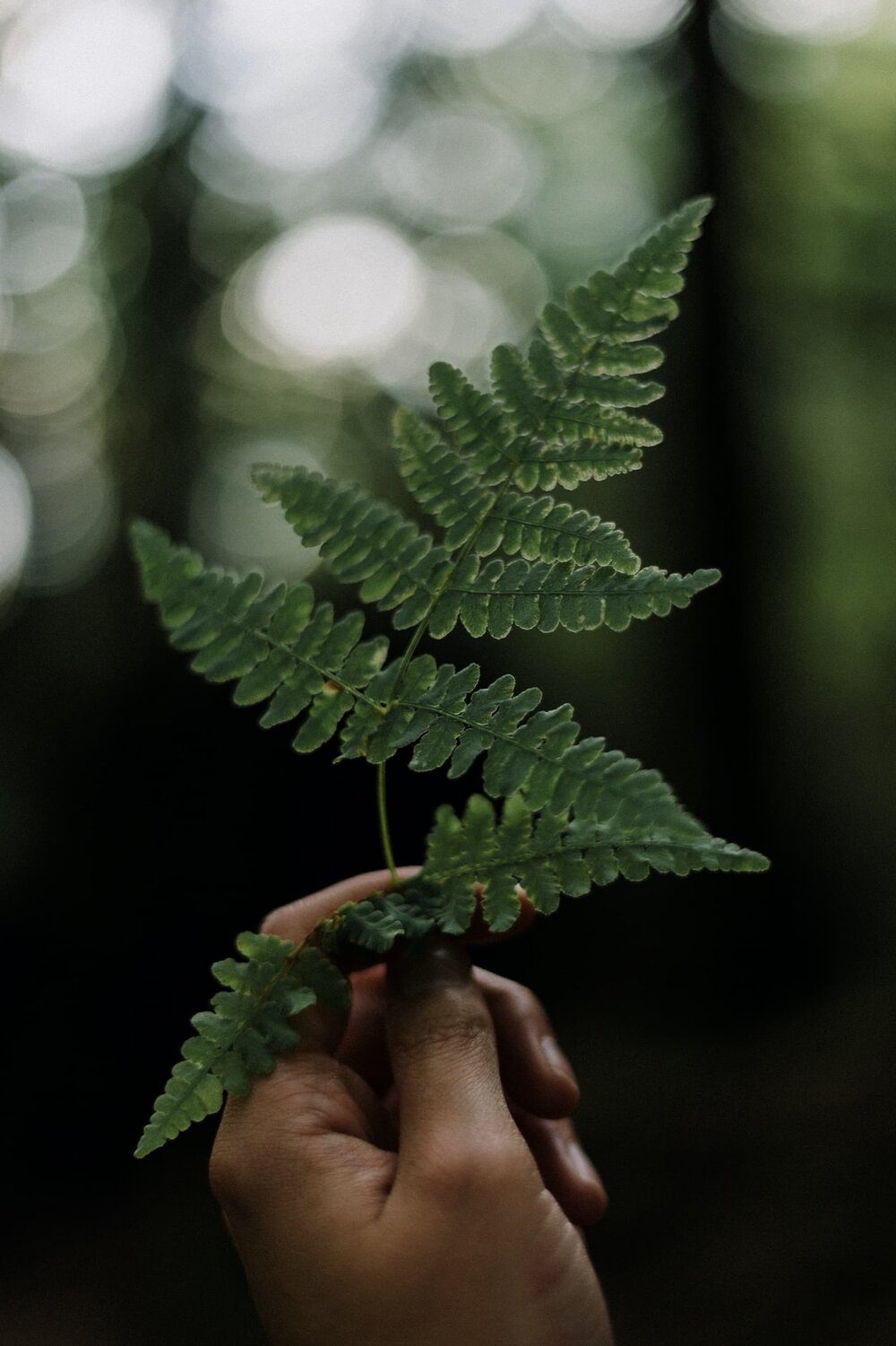 Bagno di Foresta | Perchè è importante il Forest Bathing